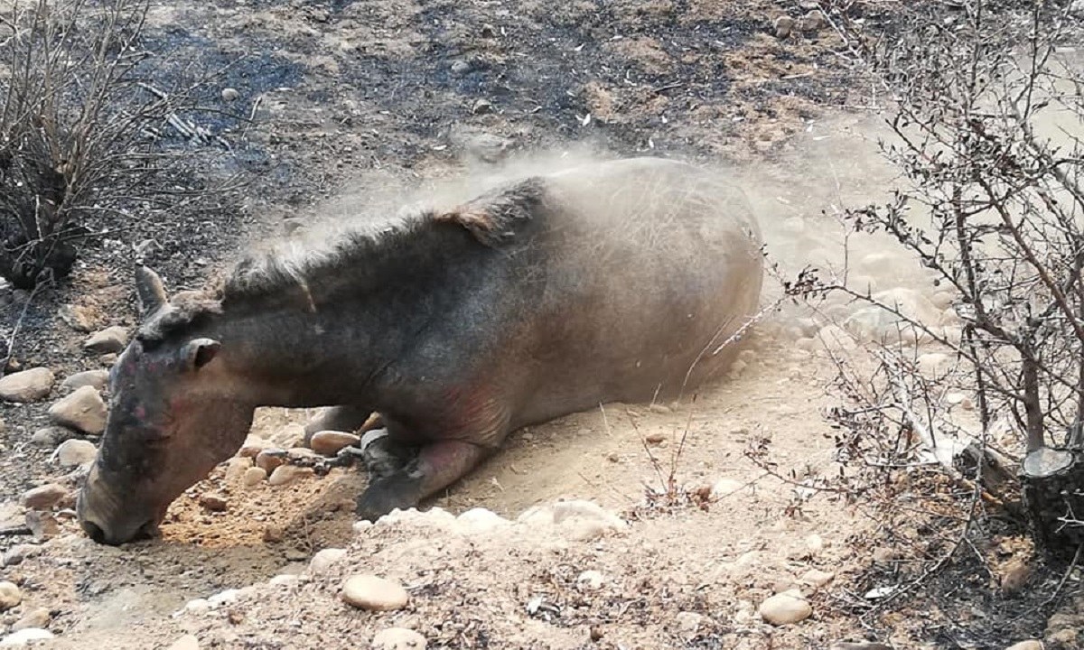 Συγκινητική ανάρτηση: Το άλογο που σώθηκε από τις φλόγες αλλά ξεψύχησε αργότερα – Θύματα είναι και τα ζώα!