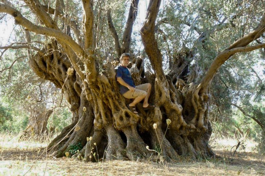 Φωτιά Εύβοια: Κάηκε ελιά 2.500 ετών! (pics)