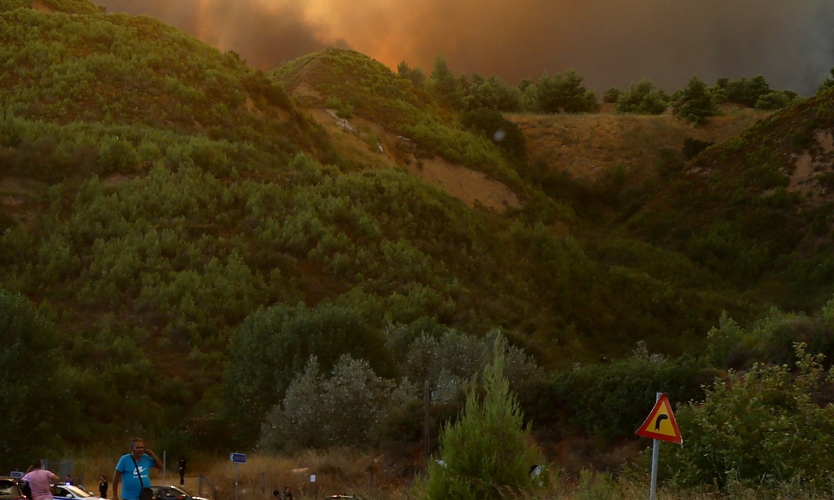 Φωτιές: Τι ισχύει με τις δενδροφυτεύσεις – Τι λέει γεωπόνος
