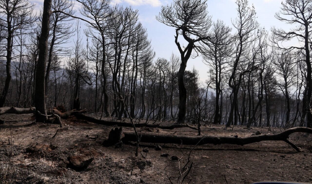 Φωτιά Εύβοια: Σοκαριστικό βίντεο από την καταστροφή - Προσοχή σκληρές εικόνες