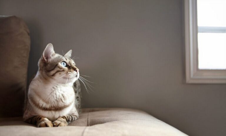 8 Αυγούστου: Παγκόσμια Ημέρα Γάτας