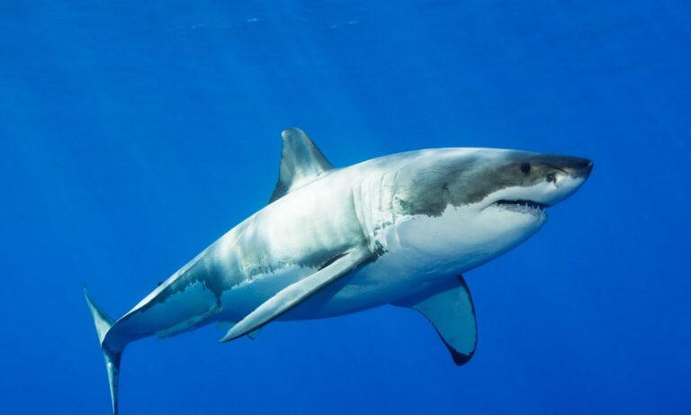 ΗΠΑ: Καρχαρίας επιτέθηκε σε 12χρονη