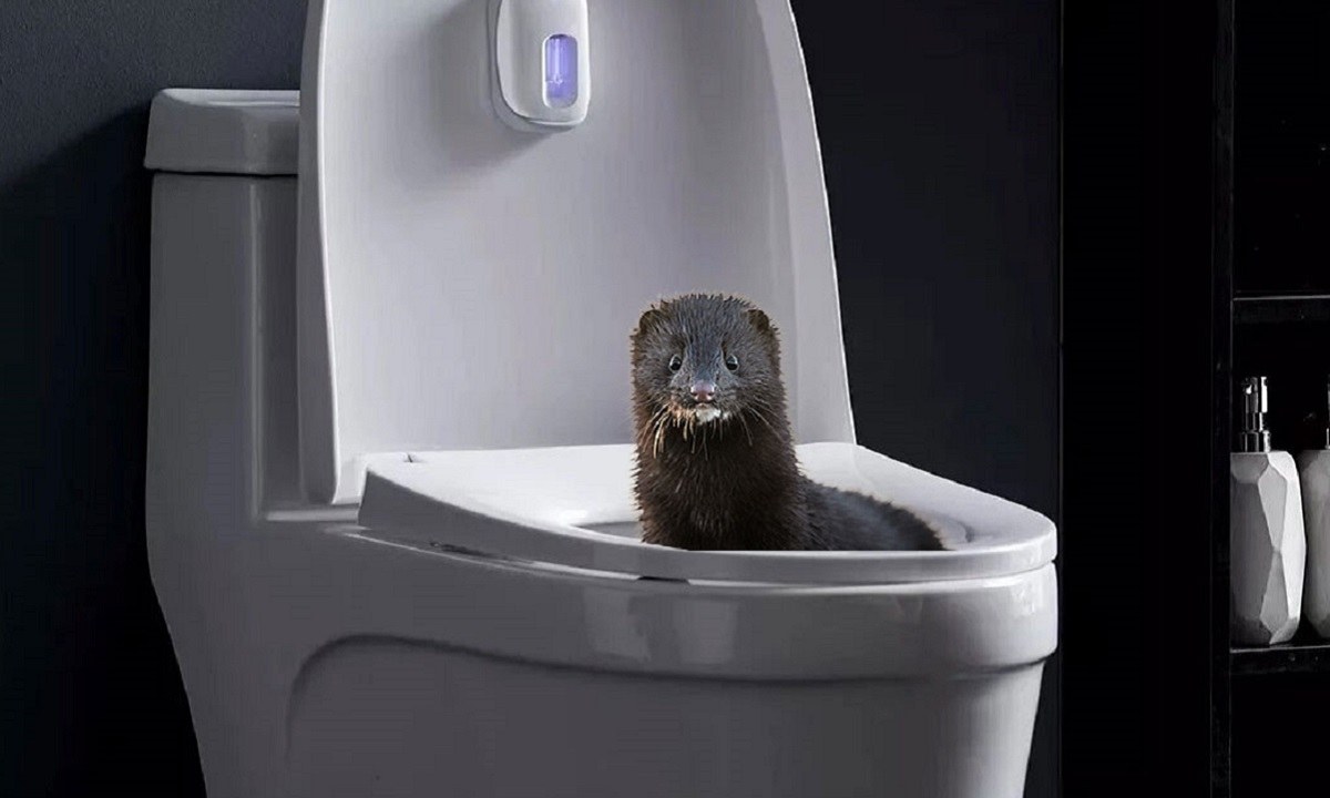 Καστοριά: Τους βγήκε ένα μινκ…μέσα από τη λεκάνη της τουαλέτας!