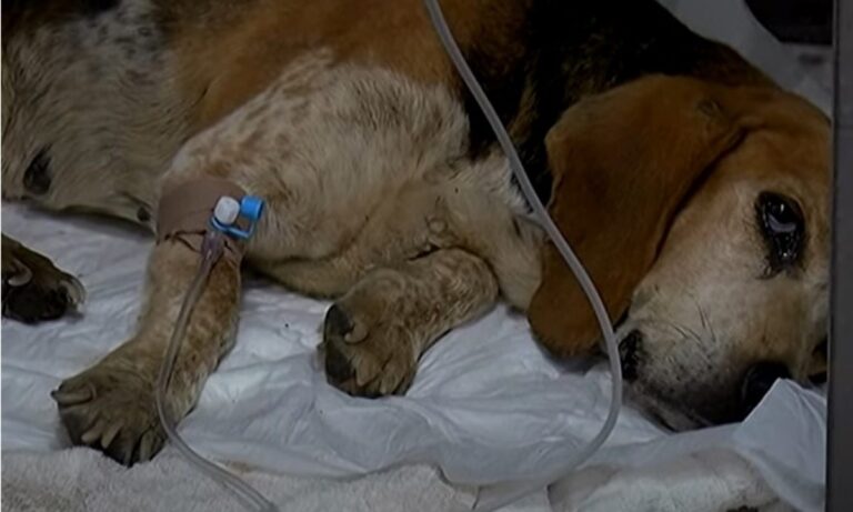 Κρήτη: Πέταξαν σκυλίτσα με όγκο σε φαράγγι-Έκλαιγε σπαρακτικά!