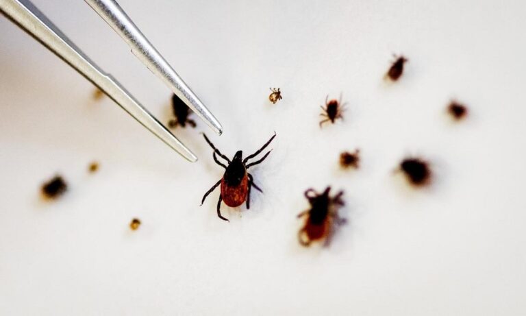 Iός Yezo: Ανακαλύφθηκε στην Ιαπωνία – Τι προκαλεί ο νέος ιός