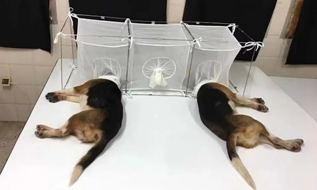 Σάλος στην Αμερική με φρικτά πειράματα σε σκύλους: Έβαζαν μύγες να τους τρώνε τις χορδές