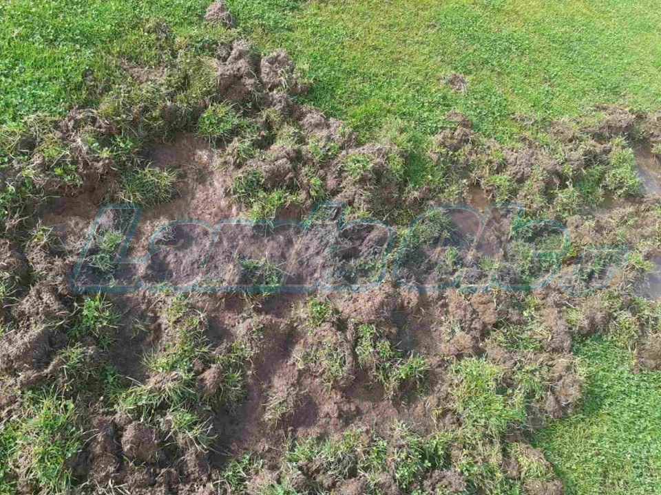 Καρπενήσι: Αγριογούρουνα κατέστρεψαν τα γήπεδα του Αθλητικού Κέντρου