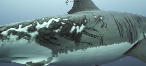 Γρατσουνιές σε καρχαρία