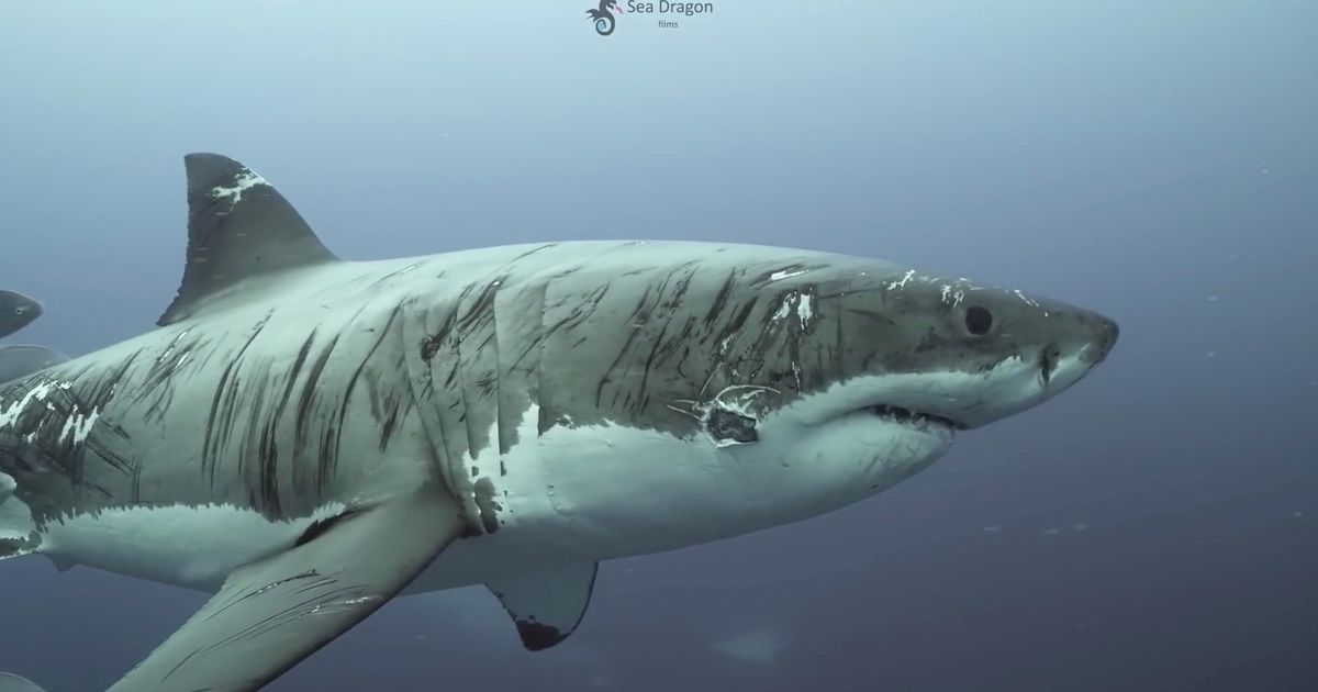 Οι επιστήμονες δεν μπορούν να κατανοήσουν τι επιτέθηκε σε καρχαρία