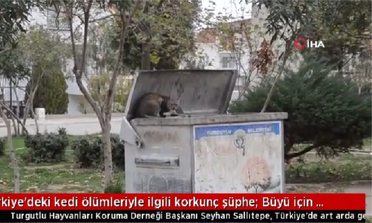 Απίστευτο κι όμως... τουρκικό! Σε αρκετές πόλεις στην Τουρκία φαίνεται πως σκοτώνουν γάτες για λόγους μαγείας, όπως αναφέρουν δημοσιεύματα.