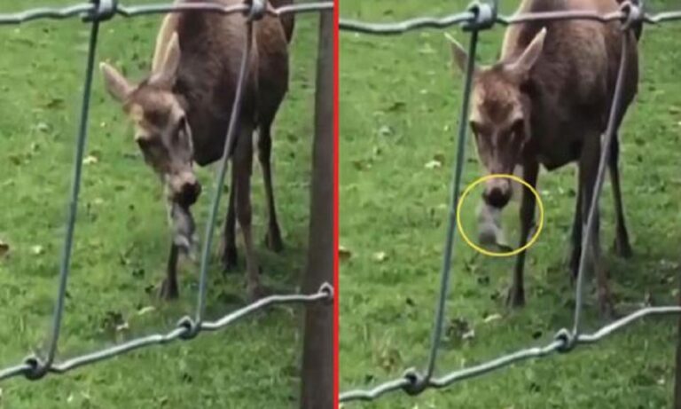 Tρελάθηκε η φύση: Ελάφι τρώει κουνέλι – Τα φυτοφάγα γίνονται σαρκοφάγα;