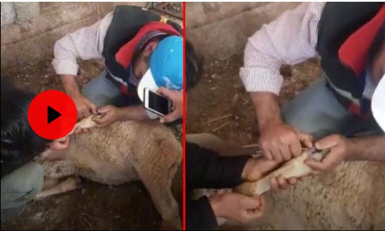 Τουρκία: Το αηδιαστικό σκουλήκι που τρώει τα πόδια των προβάτων – Δείτε το βίντεο