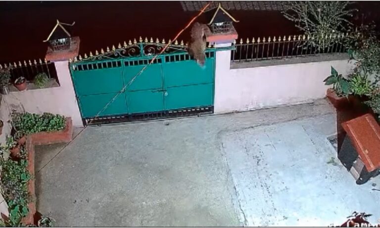 Viral έγινε ένα βίντεο που δείχνει λεοπάρδαλη να πηδά σε αυλή σπιτιού στην οποία βρισκόταν ο σκύλος, ο οποίος δυστυχώς δεν τη... γλίτωσε.