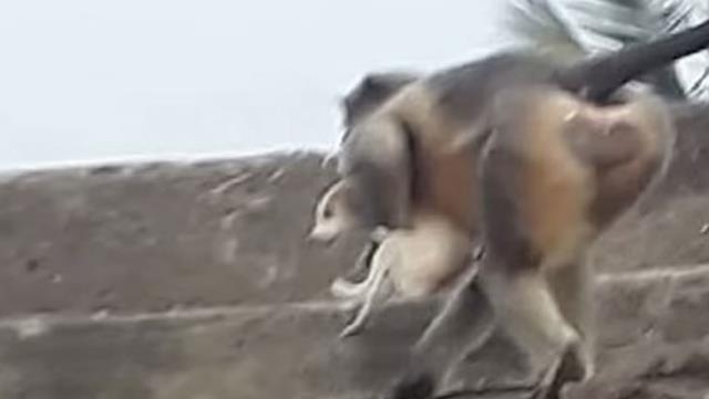 Ινδία: Ξέσπασε πόλεμος μεταξύ μαϊμούδων και σκυλιών - Οι μαϊμούδες πετάνε σκυλιά από τα μπαλκόνια