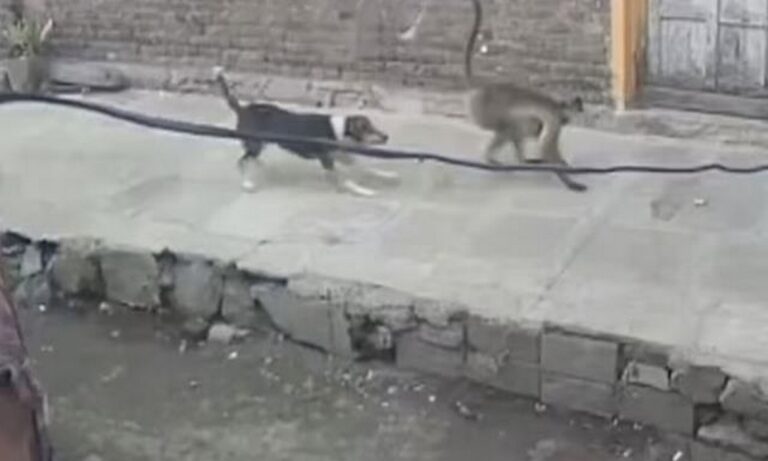 Ξέσπασε πόλεμος μεταξύ μαϊμούδων και σκυλιών - Οι μαϊμούδες πετάνε σκυλιά από τα μπαλκόνια