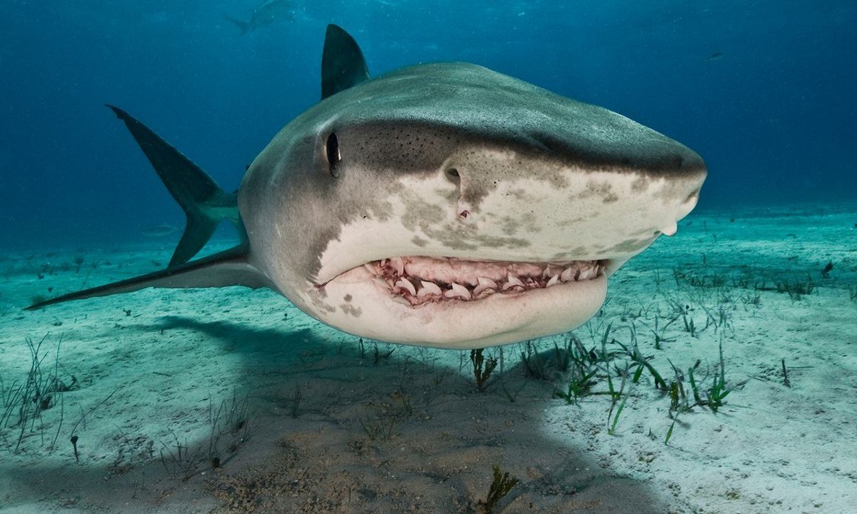 Καρχαρίες τίγρεις «δολοφόνοι» είναι πιθανό να κατευθύνονται στα βρετανικά ύδατα λόγω της υπερθέρμανσης του πλανήτη, σύμφωνα με ξένα ΜΜΕ.