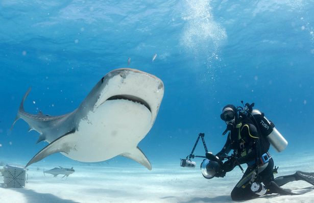 Καρχαρίες τίγρεις «δολοφόνοι» είναι πιθανό να κατευθύνονται στα βρετανικά ύδατα λόγω της υπερθέρμανσης του πλανήτη, σύμφωνα με ξένα ΜΜΕ.