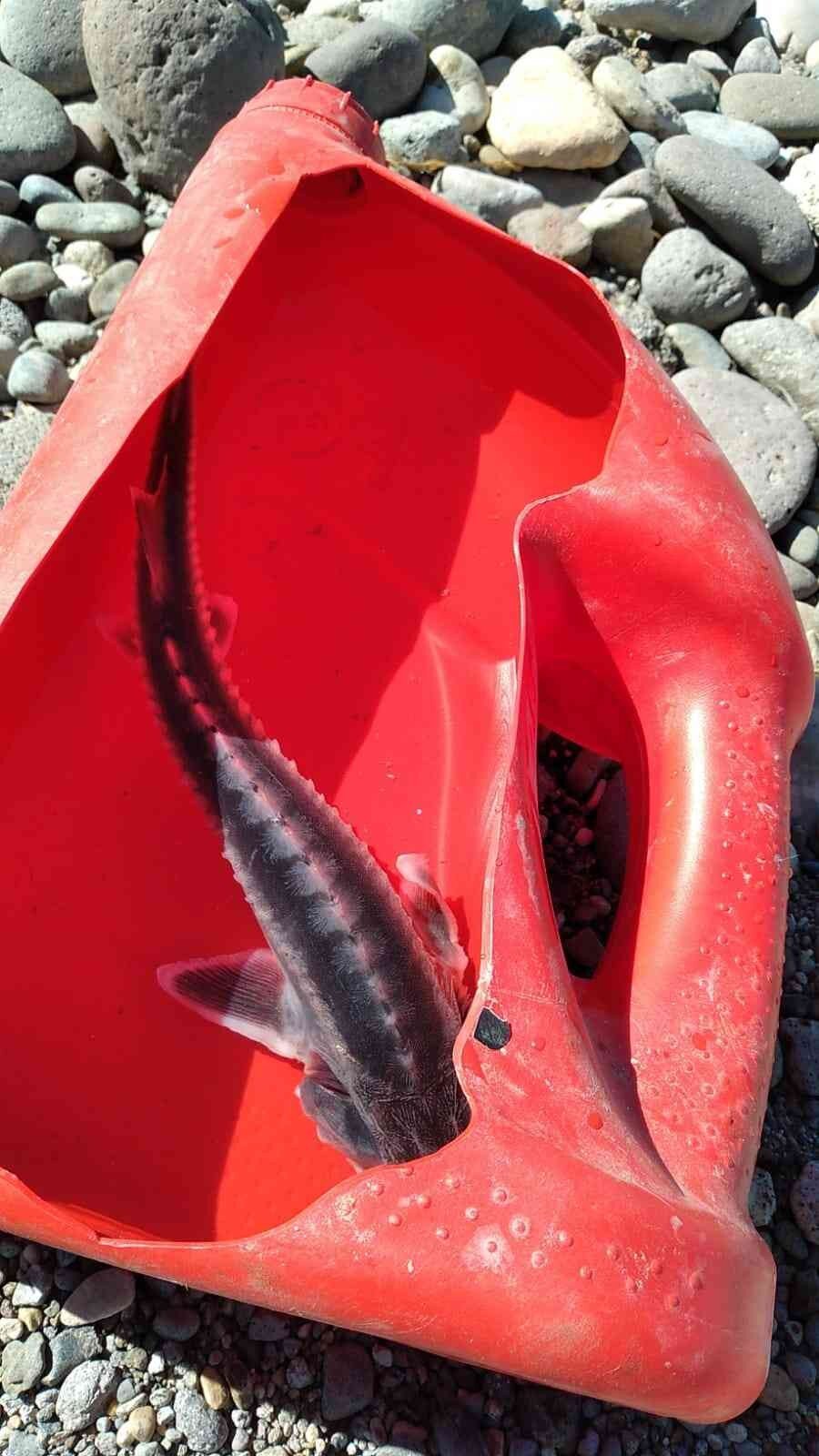 Τουρκία: Βρήκαν ψάρι οι Τούρκοι που δίνει αυγά χρυσάφι