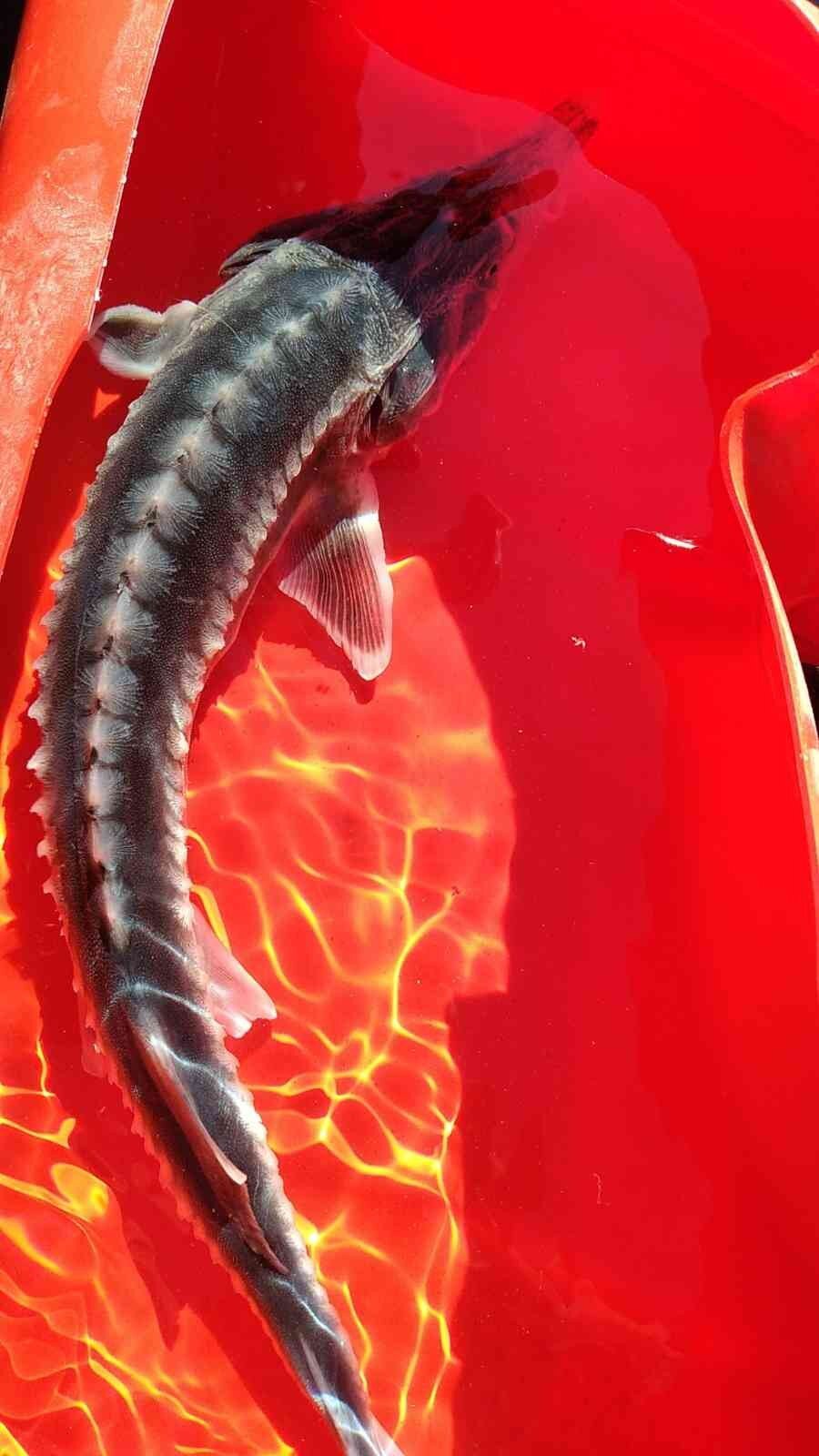 Τουρκία: Βρήκαν ψάρι οι Τούρκοι που δίνει αυγά χρυσάφι