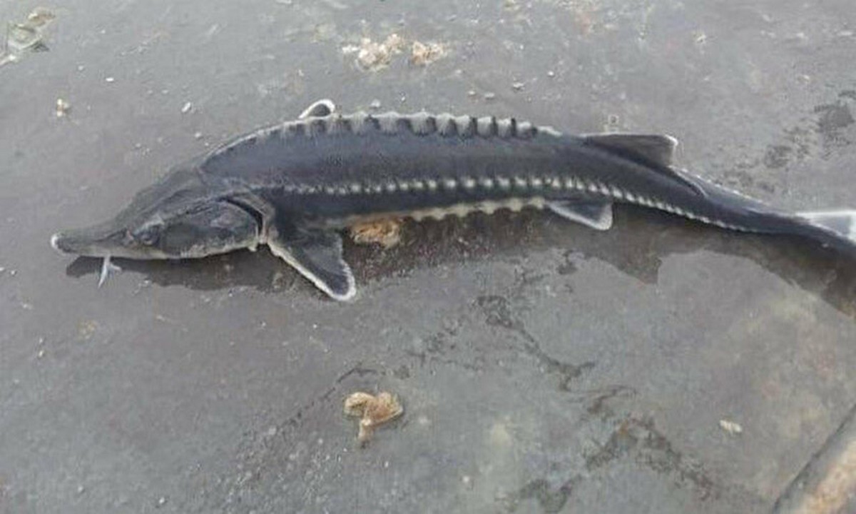 Τουρκία: Βρήκαν ψάρι οι Τούρκοι που δίνει αυγά χρυσάφι