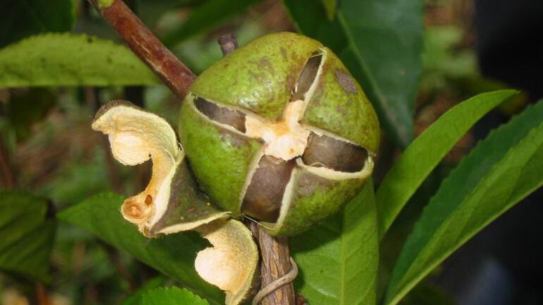 Τουρκία: Λάδι από τσάι σαν ελαιόλαδο - Ξεκίνησαν την παραγωγή