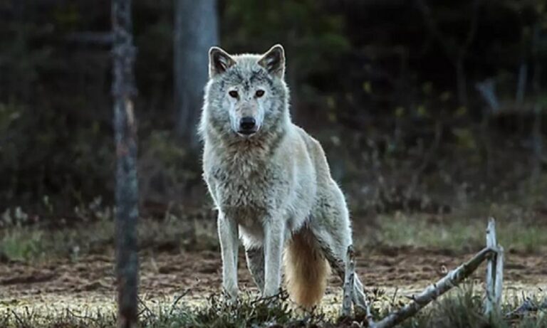 Το πρόσφατο περιστατικό στην Πάρνηθα όπου ένας λύκος επιτέθηκε κι άρπαξε το σκυλάκι μιας οικογένειας, προκάλεσε έντονη αίσθηση.
