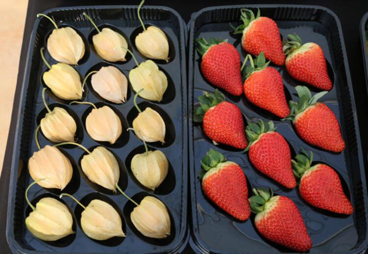 Toυρκία: Βρήκαν χρυσάφι στις χρυσές φράουλες της Αττάλειας