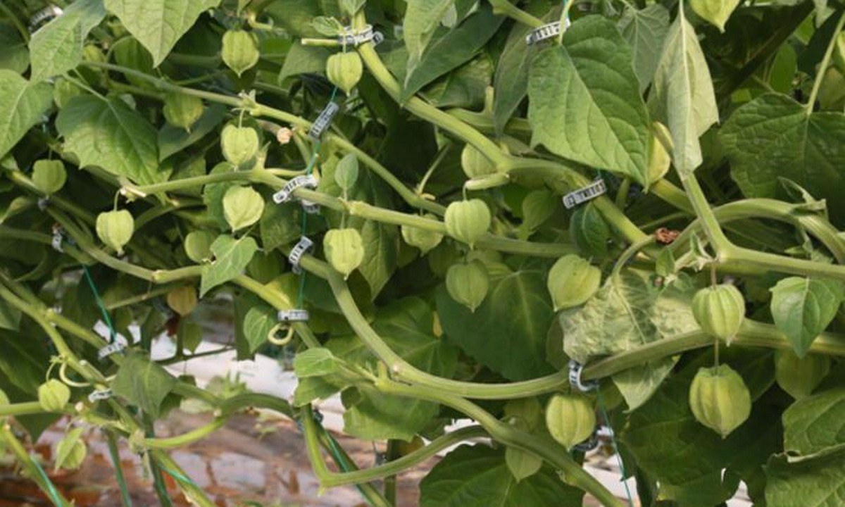 Toυρκία: Βρήκαν χρυσάφι στις χρυσές φράουλες της Αττάλειας