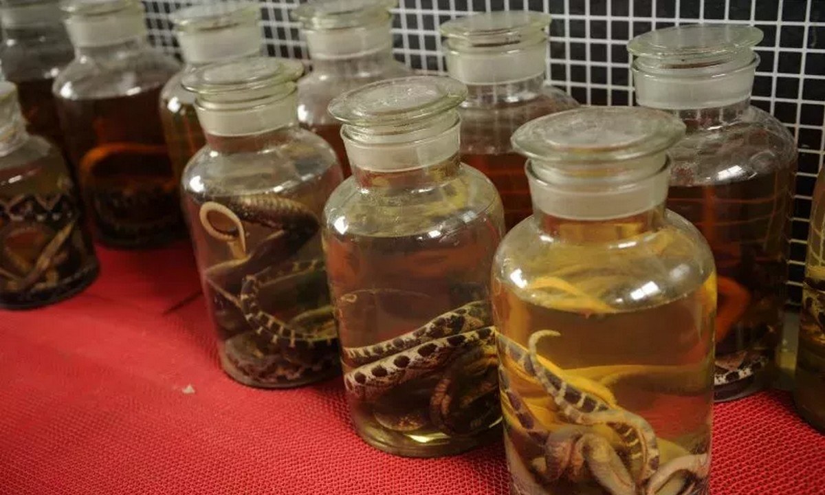 Κίνα: Δηλητηριώδες φίδι έζησε σε ένα σφραγισμένο βάζο για ένα χρόνο και δάγκωσε άνθρωπο