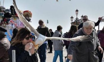 Βενετία: Τα ξενοδοχεία διώχνουν τους γλάρους με νεροπίστολα!