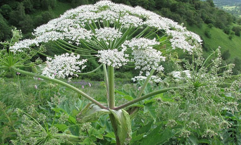 Το αγριόχορτο που θα λύσει το πρόβλημα της Ρωσίας με το χαρτί