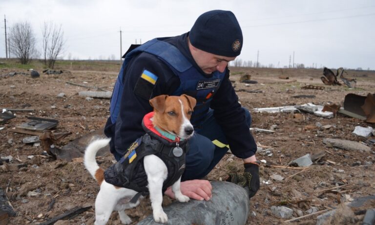 Ουκρανία: Αυτό είναι το ηρωικό σκυλάκι Jack Russel που βοηθά τους Ουκρανούς να εντοπίζουν ρωσικά εκρηκτικά.