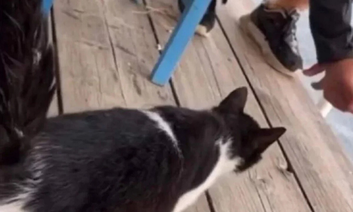 Αιδηψός: Συνελήφθη ο άνδρας που κλώτσησε γατάκι και το πέταξε στη θάλασσα