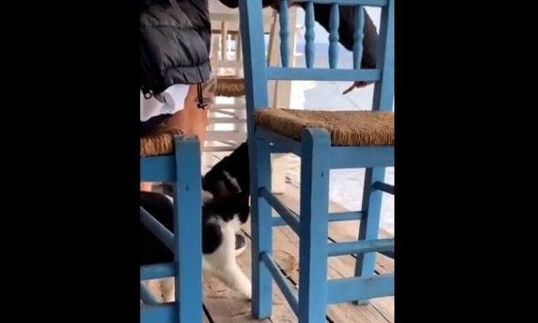 Κλώτσησε γάτα, την πέταξε από ύψωμα και οι υπόλοιποι γελούσαν – Τραγικό video