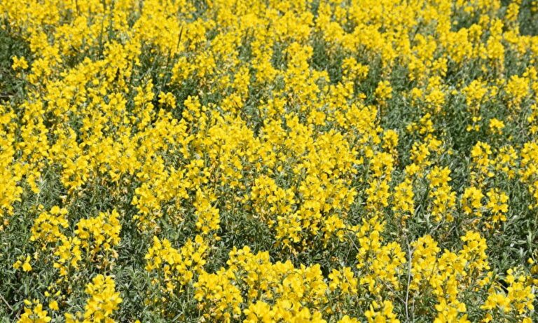 Τουρκία: Το λουλούδι που φυτρώνει μόνο στο Αφιόν Καραχισάρ – Πρόστιμο αν το μαδήσεις!