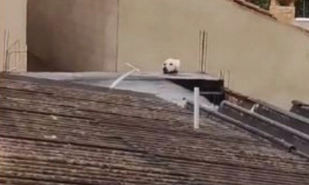 Viral: Απίστευτη οφθαλμαπάτη με σκύλο που μεταμορφώνεται σε γάτα! (vid)