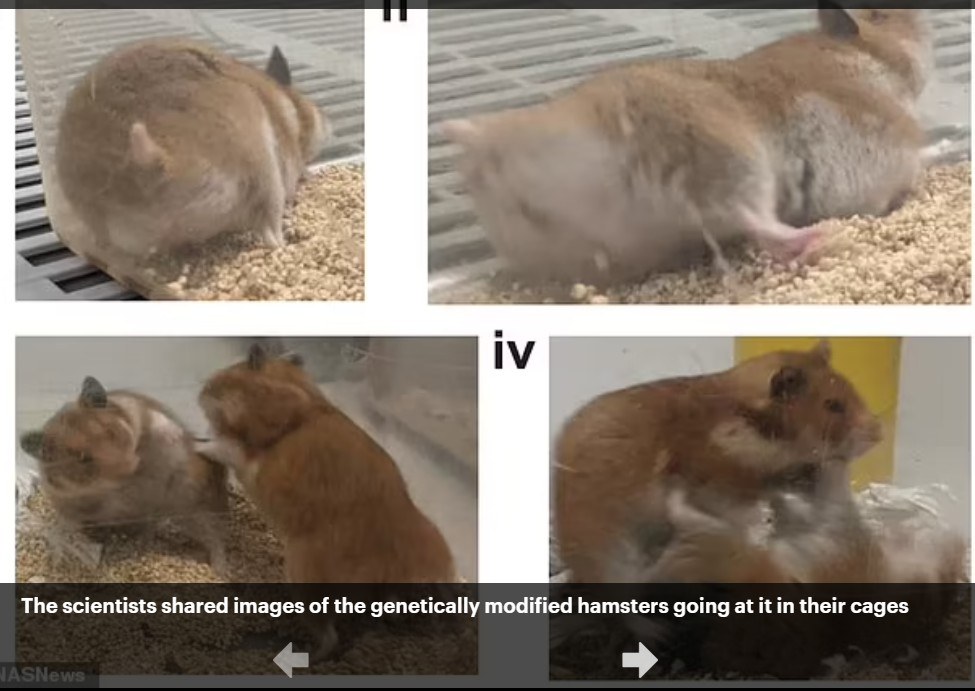 Επιστήμονες στο πανεπιστήμιο της Τζόρτζια των ΗΠΑ παραδέχονται ότι μετέτρεψαν χάμστερ σε ένα εξαιρετικά επιθετικό είδος. 