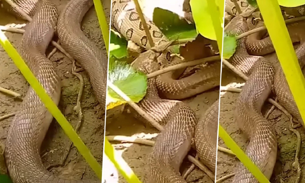 Viral: Από τη μια η οχιά του Ράσελ. Από την άλλη, η ινδικής κόμπρα. Τα δύο δηλητηριώδη φίδια πάλεψαν σε μια απίθανη μάχη!