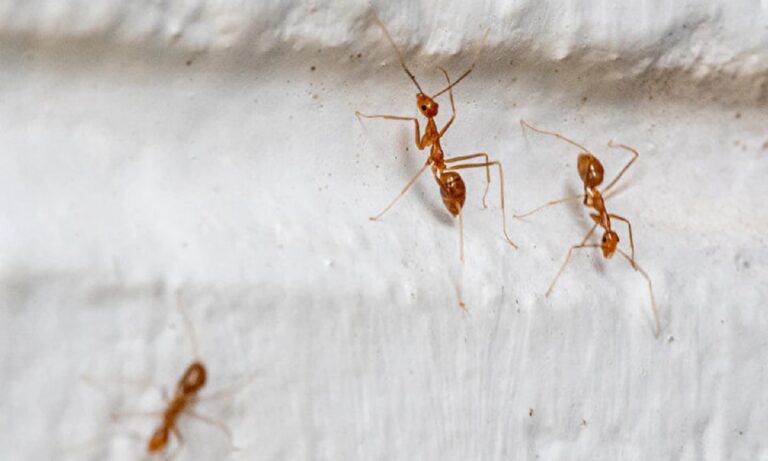 Τρόμος από τα μυρμήγκια που φτύνουν οξύ - Κινδυνεύουν άνθρωποι!