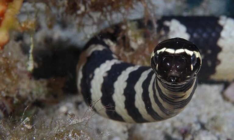 Aυτό είναι το φίδι που ζει στο νερό και είναι πιο θανατηφόρο και από κόμπρα – Πεθαίνεις σίγουρα – Η σπάνια θεραπεία