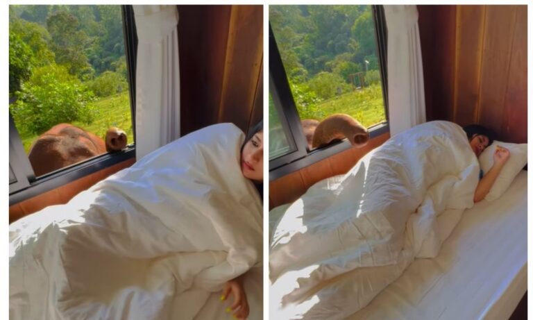 Viral: Μια νεαρή κοπέλα να ξυπνάει σε ένα θέρετρο στην Ταϊλάνδη με τον ήχο ενός ελέφαντα από το παράθυρο!