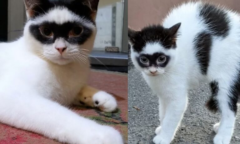 Viral: Γάτος έγινε διάσημος στο TikTok για απίστευτο λόγο!