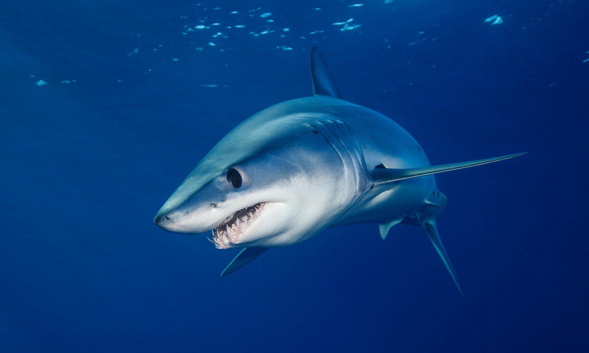 Ο πιο τρομακτικός καρχαρίας του κόσμου μπήκε στη Μεσόγειο - Σε τρώει σε δευτερόλεπτα