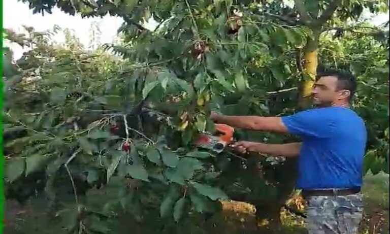 Παραγωγοί κερασιών σε απόγνωση χαριζουν τα κεράσια τους