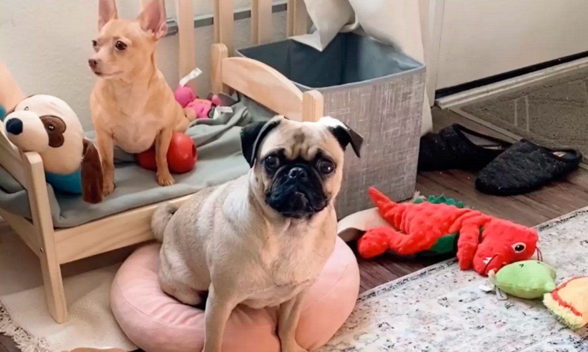 VIRAL: Σκυλίτσα προσποιείται ότι είναι τυφλή για να αγνοήσει το νέο κουτάβι της οικογένειας!