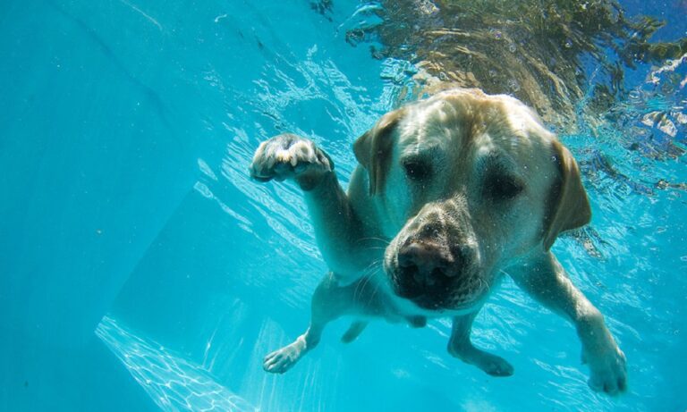 Σικελία: Σκύλος κάνει απίστευτο σπριντ και μακροβούτι και γίνεται viral