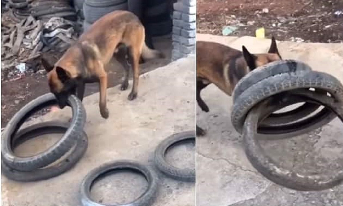 Σκύλος viral: Κάνει μια «μπουκιά» τέσσερα λάστιχα! (vid)