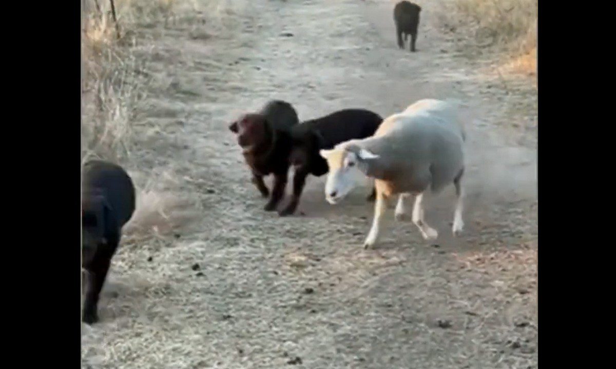 Viral: Απίθανο πρόβατο τρέχει να πιάσει παρέα με σκυλιά το μπαλάκι