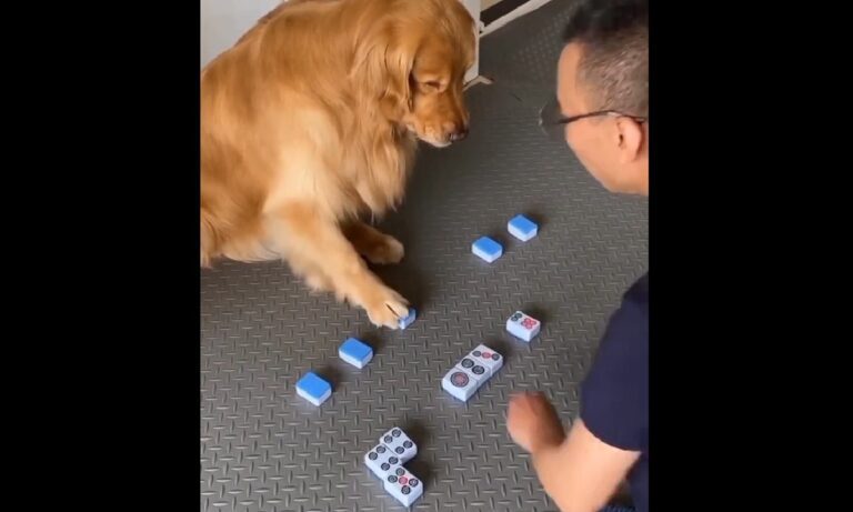 Viral: Ο πιο παρατηρητικός σκύλος του κόσμου τρελαίνει κόσμο