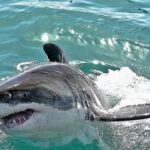 Νότια Αφρική: Λευκός καρχαρίας κατασπάραξε 39χρονη